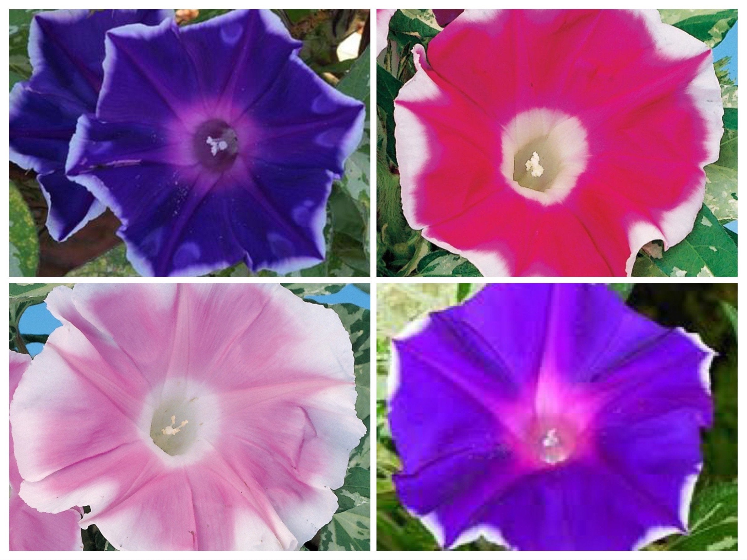 Mix Variegated Foliage Sun Smile Morning Glory Ground Cover Seeds