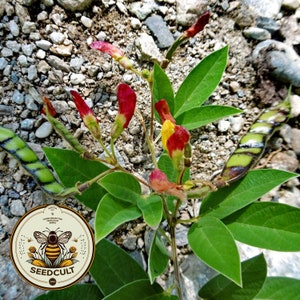 May include: Close-up of a plant with green leaves, red and yellow flowers, and green seed pods. The image includes a circular logo with a bee and the text "SEEDCULT". The plant is set against a background of small rocks.
