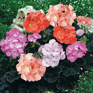 Black Velvet Geranium Mixed Colors, 10 Coated Seeds PZ4310