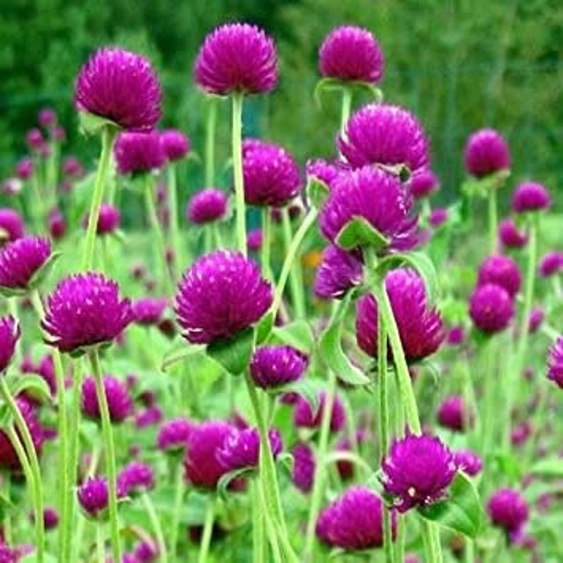 Purple Globe Amaranth Seeds Gomphrena | Etsy