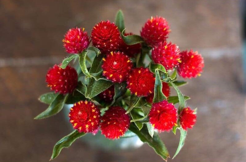 Strawberry Fields Gomphrena Seeds, Globe Amaranth GO0620 image 6