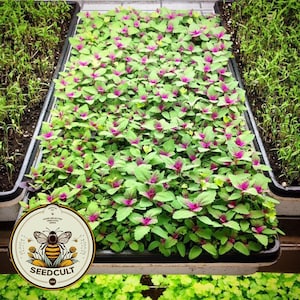 Bulk Magical Magentraspreen Seeds, ORGANIC Edible Tree Spinach, Giant Goosefoot, Lamb’s Quarters, Chenopodium Gigantium CP031CR