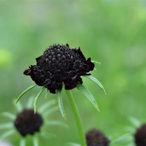 Black Pom Pom Scabiosa Flower Seeds, Pincushion, Scabiosa Atropurpurea SC0125 afbeelding 4