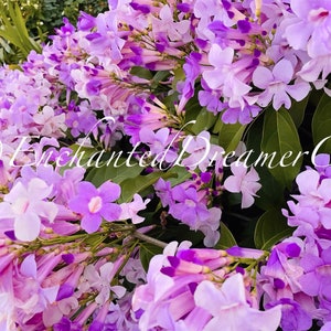 Stunning Purple Flowering Vine, Garlic Vine Seeds, Mansoa alliacea, formerly Bignonia Aequinoctialis, False Garlic MN0110 image 5