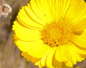 Desert Marigold Seeds, SW US Native Wildflower, Baileya Multiradiata BY011C