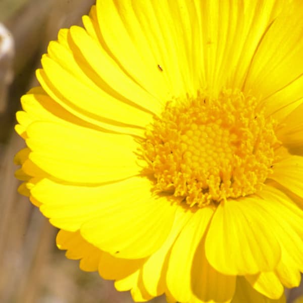 Desert Marigold Seeds, SW US Native Wildflower, Baileya Multiradiata BY011C
