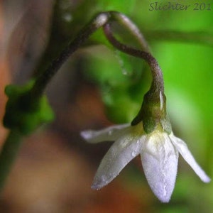 May include: A single white flower with five petals, drooping from a green stem. The flower has a yellow center and is surrounded by green leaves.