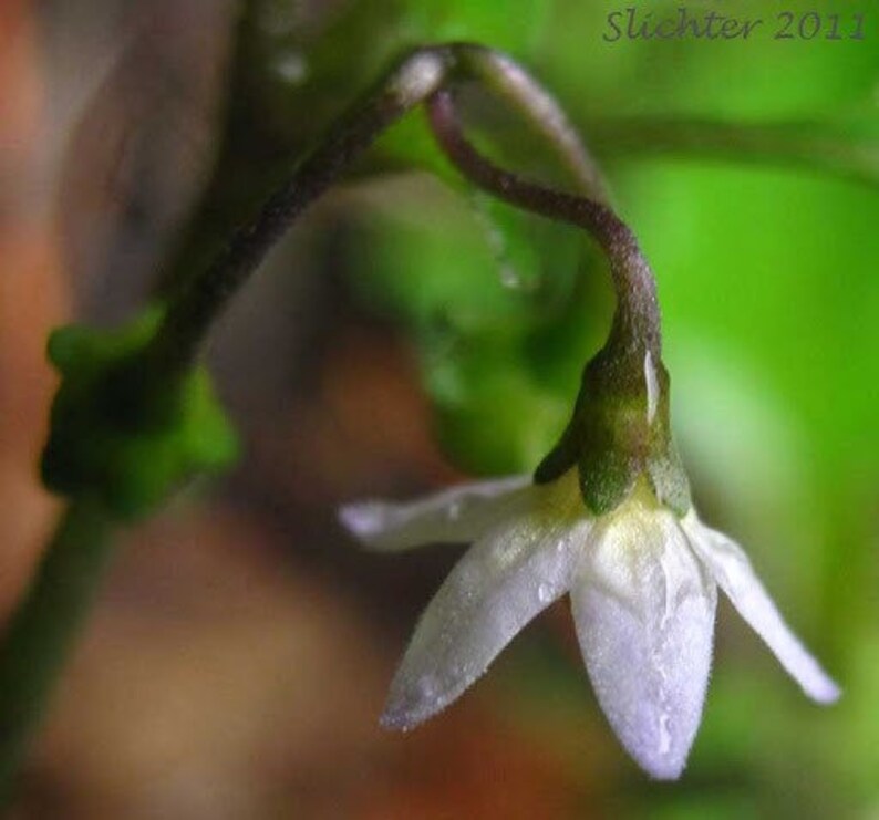 May include: A single white flower with five petals, drooping from a green stem. The flower has a yellow center and is surrounded by green leaves.
