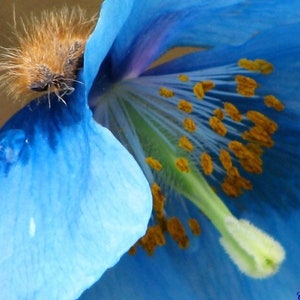 Himalayan Blue Poppy Seeds, Meconopsis Betonicifolia, Baileyi ME3015R