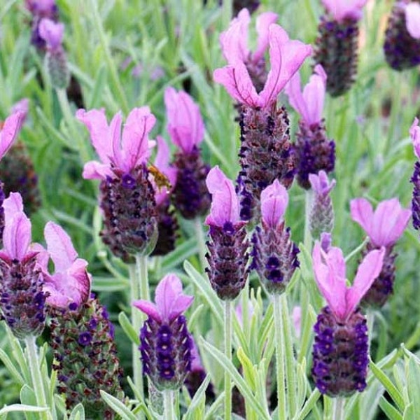 Purple Spanish Lavender seeds, Lavandula Stoechas Bandera LS0120R