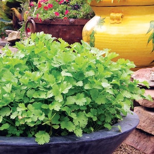 Bulk Organic Slow Bolt Cilantro Seeds, Coriandrum Sativum, Coriander, Mexican Culinary Herb CR011C