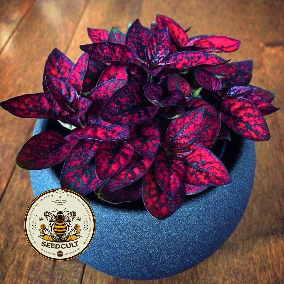 Red Polka Dot Plant Seeds, Indoor Live House Plant Seeds, Hypoestes Phyllostachya, Perenni