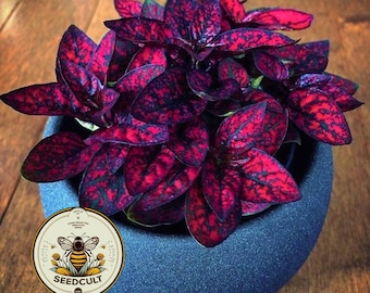 Red Polka Dot Plant Seeds, Indoor Live House Plant Seeds, Hypoestes Phyllostachya, Perennial HY0210