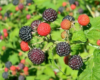 Organic 'Jewel" Black Raspberry Seeds, Blackcap, Thimbleberry, Rubus Occidentalis RB0130