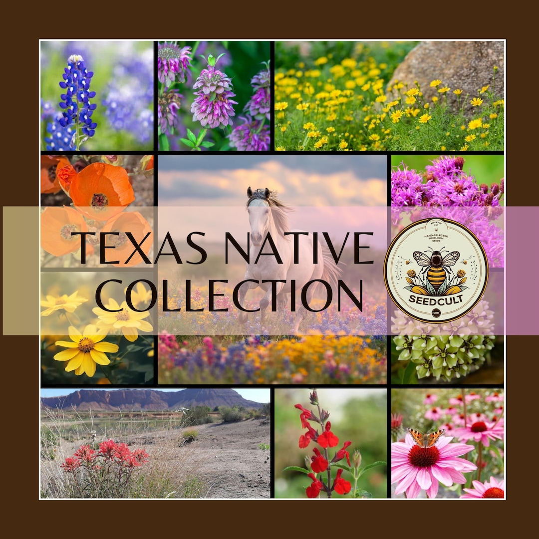 NEW! Texas Native Seed Collection, Over 4,000 Seeds! Gift Box, 18 ...