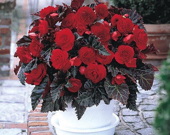 Non Stop Mocca Cherry Begonia Seeds, Black Foliage Begonia Tuberhybrida BG0120P