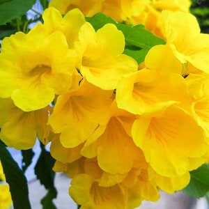 Texas Yellow Bell Bush Gold Star Esperenza Trumpet Flower Etsy