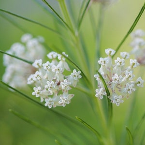May include: Close-up of white milkweed flowers blooming on a green stem with a blurred green background.
