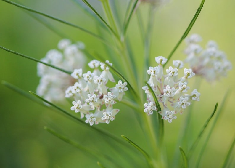 May include: Close-up of white milkweed flowers blooming on a green stem with a blurred green background.