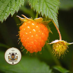 Peut inclure: Gros plan sur une mûre dorée mûre à la surface texturée, attachée à une tige et des feuilles vertes. L'image comprend un logo Seedcult avec une abeille et un motif floral, sur un fond vert flou. La framboise est mise au point.