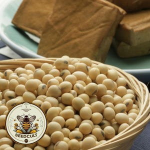 Bulk Organic Butterbean Edamame Soybean Seeds, Japanese Edamame, Glycine Max GL011C