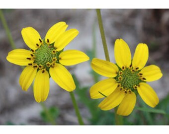 NEW! Greeneyes Seeds, Florida Greeneyes, Florida, Alabama, Georgia Native, Berlandiera Subacaulis, BL0225