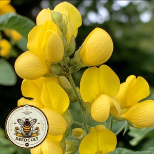 neem seed oil for plants Neem Seed Oil