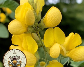 May include: Close-up of yellow flowers with a green stem. The flowers are in bloom and have a delicate, soft texture. The image includes a logo with the text "SEEDCULT" and a bee illustration.