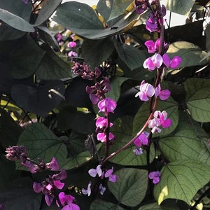 May include: Purple flowers blooming on a vine with dark green leaves. The flowers are a light purple color and have a delicate, bell-shaped appearance.