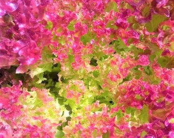 Bulk Pink Lettuce Seeds, Certified Organic Lollo Rosso Pink Passion, Lolla Lactuca Sativa LC023C