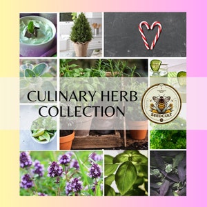Culinary Herb Seed Collection in Gift Box, Sampler Gift, 11 Individual Packs, 01CB11
