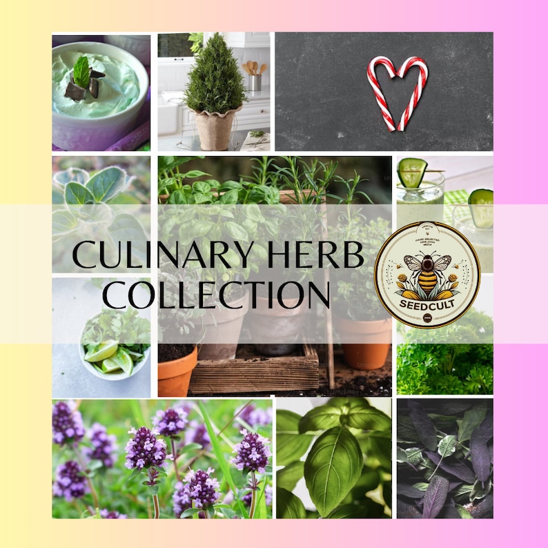May include: A collage of images featuring a variety of culinary herbs, including basil, thyme, oregano, rosemary, and mint. The images are arranged in a grid pattern and feature a variety of colors and textures. The text "CULINARY HERB COLLECTION" is displayed in the center of the image, along with a logo for "SEEDCULT".