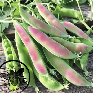 May include: Close-up of fresh, vibrant green and pink snow pea pods. Some pods are open, revealing bright pink interiors and small green peas. The pods are arranged on a weathered wooden surface, with a logo in the lower left corner.