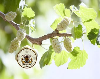 White Mulberry Seeds, Pink, Lavender Morus Alba Tatarica MO8250