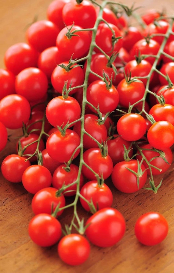 NEW Super Sweet 100 Tomato Seeds, Solanum Lycopersicum LY2020 - Etsy