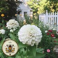Benarys Giant White Zinnia Seeds, Largest Giant Zinnias, Zinnia Elegans ZE2325