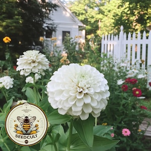 May include: A close-up of large, white zinnia flowers in a garden setting. The flowers have multiple layers of petals. A Seedcult logo with a bee is in the lower left corner. A white picket fence and a small white house are in the background.