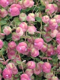 Kirigami Pink Ornamental Oregano Seeds, Origanum Rotundifolia OR0210