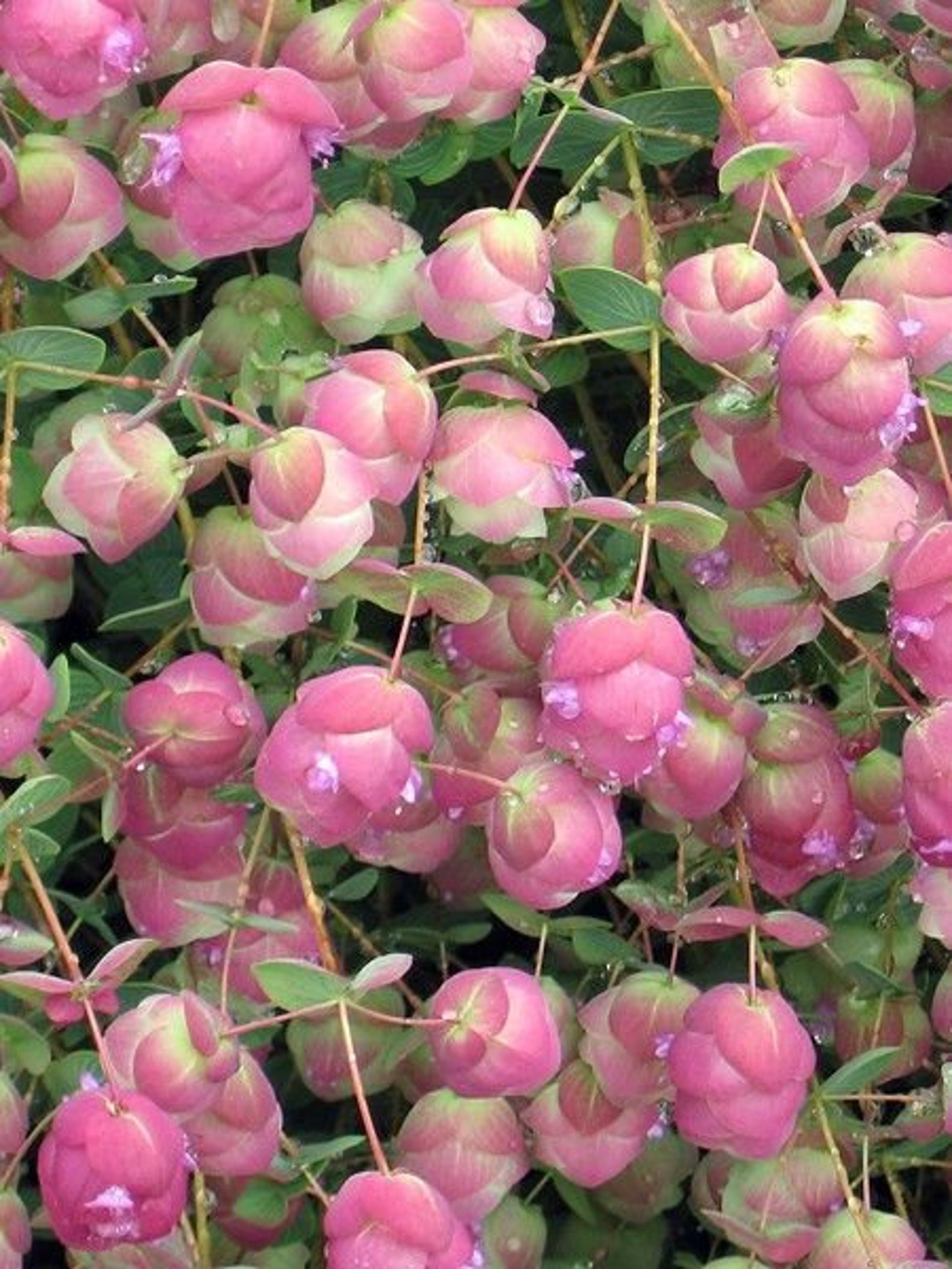 Kirigami Pink Ornamental Oregano Seeds Origanum Rotundifolia Etsy