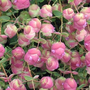 Kirigami Pink Ornamental Oregano Seeds, Origanum Rotundifolia OR0210