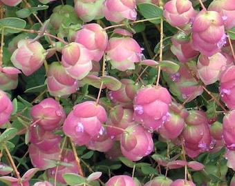 Kirigami Pink Ornamental Oregano Seeds, Origanum Rotundifolia OR0210