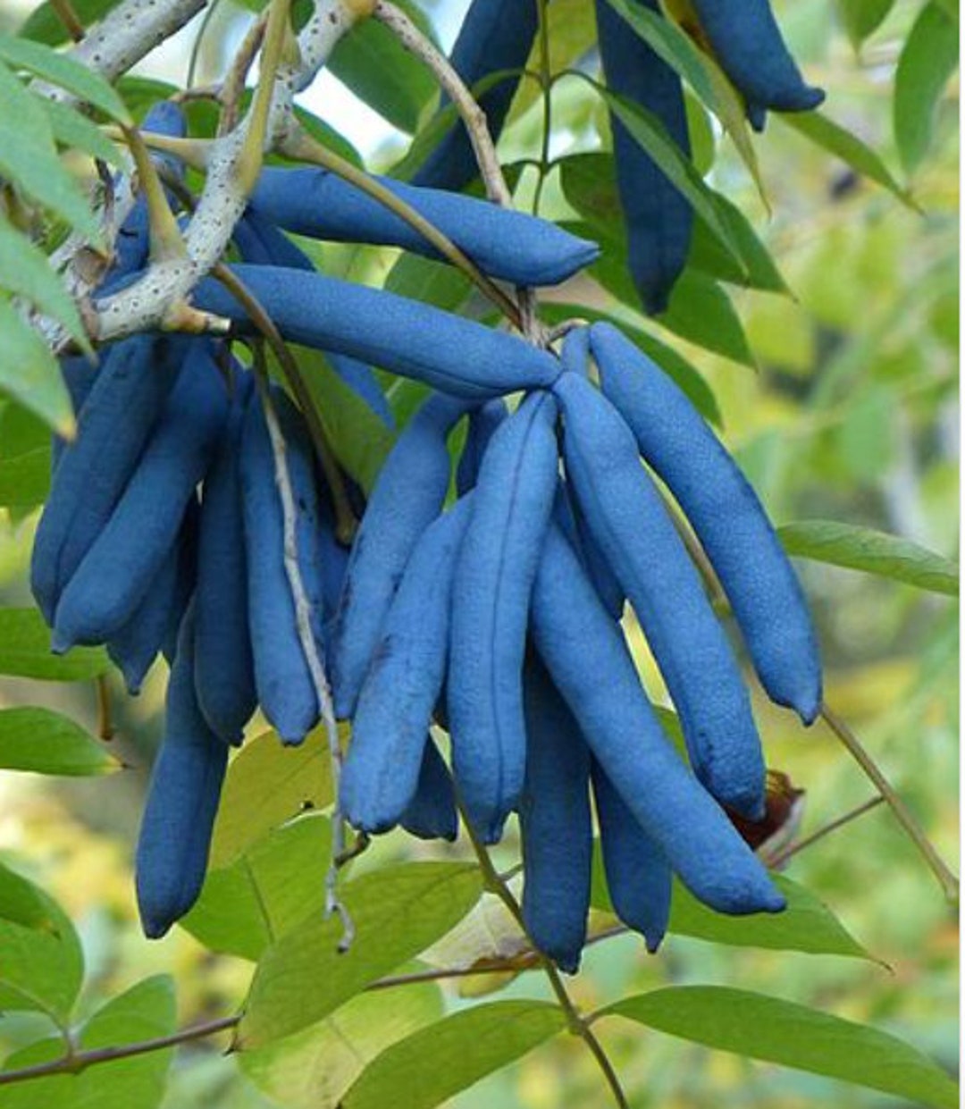 new-blue-sausage-fruit-seeds-dead-man-s-fingers-blue-bean-decaisnea