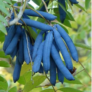 Semillas de salchicha azul, dedos de muerto, frijol azul. Decaisnea fargesii, DE3010