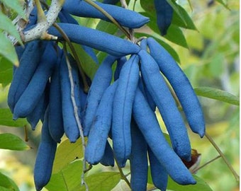 May include: A close-up of a cluster of bright blue, elongated seed pods hanging from a tree branch. The pods are smooth and have a slight curve. Green leaves provide a contrasting background.