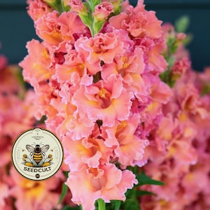 May include: A close-up of a cluster of peach-coloured snapdragon flowers with ruffled petals. The flowers have a gradient of colours, from light pink to a deeper peach. A circular logo with a bee is in the lower left corner.