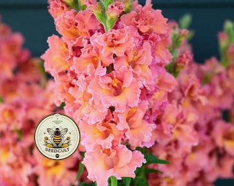 NEW! Madame Butterfly Bronze Snapdragon Seeds, Double Flowering, Ruffled Antirrhinum Majus AN7025