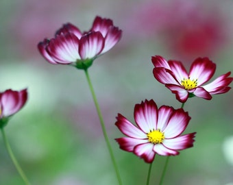 Bulk Picotee Cosmos Seeds, Cosmos Bippinatus CO041C