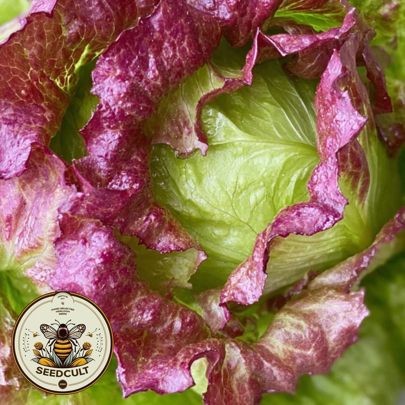 Organic Red Iceberg Lettuce Seeds, Bulk Lactuca Sativa LC071C - Etsy
