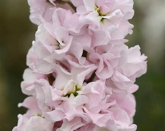 50 Malmaison Pink Stock Seeds, Highly fragrant Column Stock, Matthiola Incana MA0250