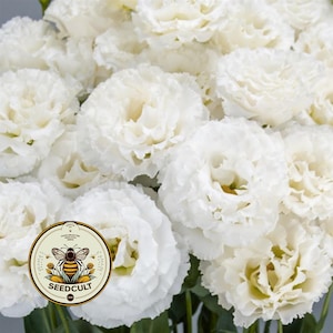 Pink Eustoma Ruffle NEW! Celebrity Crystal Lisianthus, Ruffled Celebrity III, Cut Flowers ...